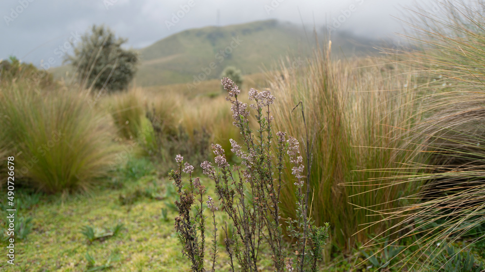 Andean paramo landscape with flowers on the slopes of the Pichincha volcano near the city of Quito on a very cloudy day