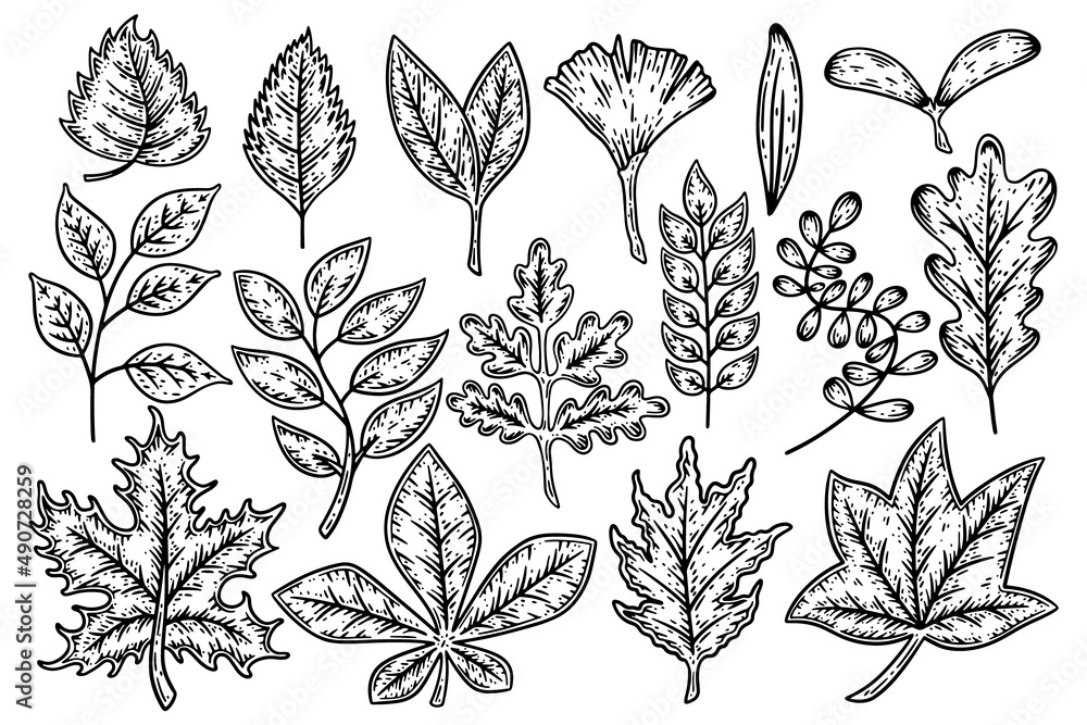 Fototapeta premium Set of leaves of different shapes of plants, trees and flowers hand drawn sketch vector illustration.