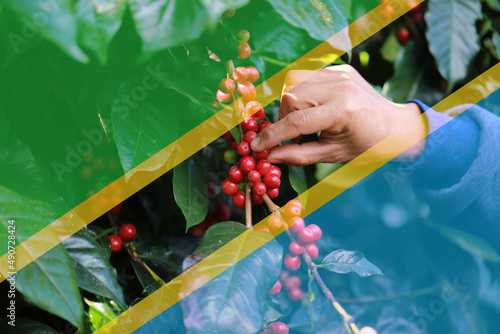 tanzania flag background coffee beans raw dry cherry for background.Robusta and arabica  coffee berries by agriculturist hands,Worker Harvest arabica coffee berries on its branch, harvest concept.