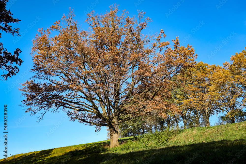 Bunt gefärbtes Laub an Bäumen im Herbst. Herbstlandschaft.
