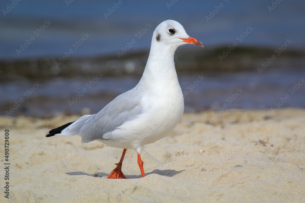 Portrait einer Lachmöwe. Eine Lachmöwe an der Ostsee.
Portrait einer Lachmöwe. Eine Lachmöwe an der Ostsee.