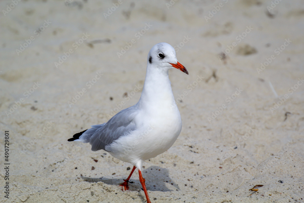 Fototapeta premium Portrait einer Lachmöwe. Eine Lachmöwe an der Ostsee. 