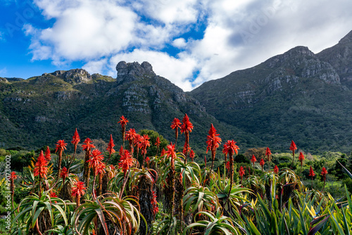Kirstenbosch Botanical Gardens, Cape Town, South Africa.  The bright red flowers of the aloe plants contrasted by the shady blue mountain behind. 