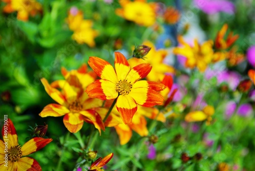 Blazing Fire bidens blooming in the garden yellow and orange pointed pedaled flower