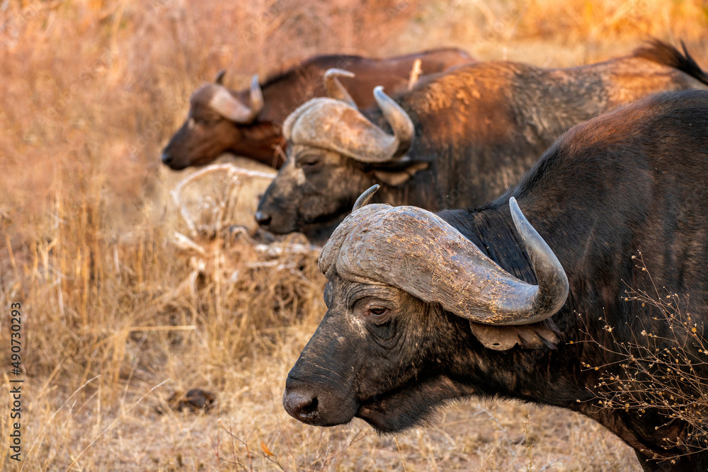 Small group of male buffalo, commonly referred to as Small group of male buffalo, commonly referred to as