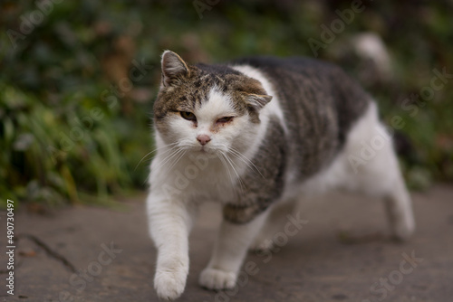 Poor old sick cat with hematoma on ear and inflammated eyes
