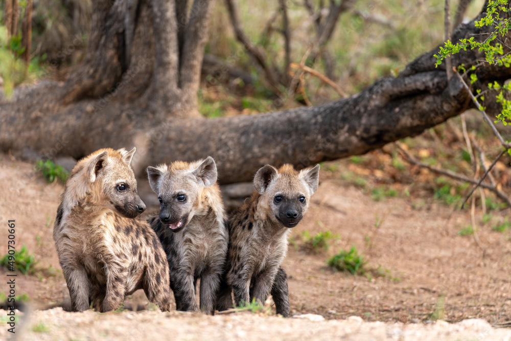 Spotted Hyena cubs being inquisitive and playing in Kruger National Park, South Africa. Spotted Hyena cubs being inquisitive and playing in Kruger National Park, South Africa.