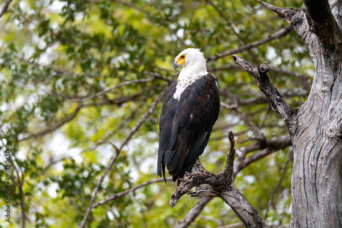 Fish Eagle perched on a branch overlooking the Crocodile River in Kruger National Park, South Africa. 