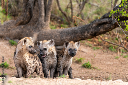 Spotted Hyena cubs being inquisitive and playing in Kruger National Park, South Africa. 