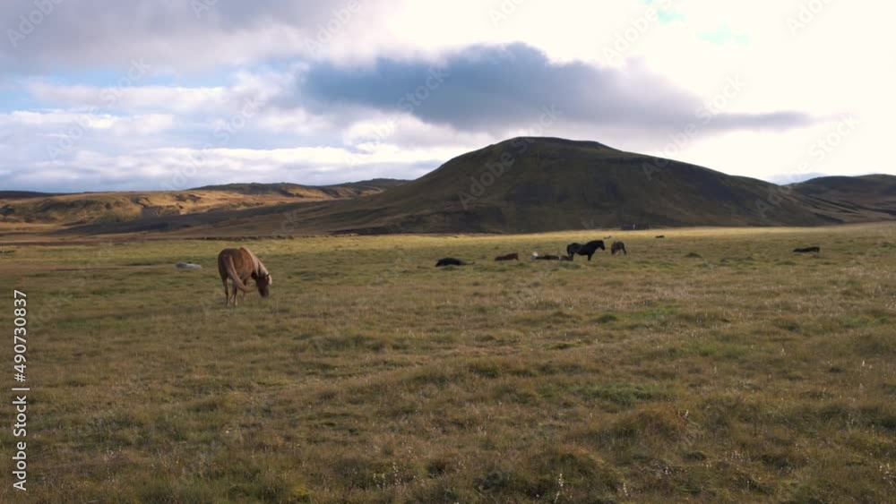 Herd of icelandic horses grazing in a grass plain below a hill, cloudy. Herd of icelandic horses grazing in a grass plain below a hill, cloudy.