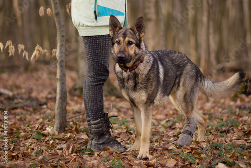 German shepher young dog with eye defect and injured leg