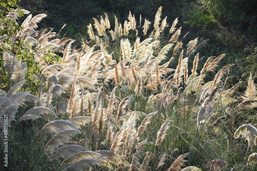 Plantas de carrizo en flor.