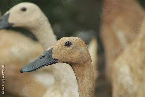 portrait of a duck