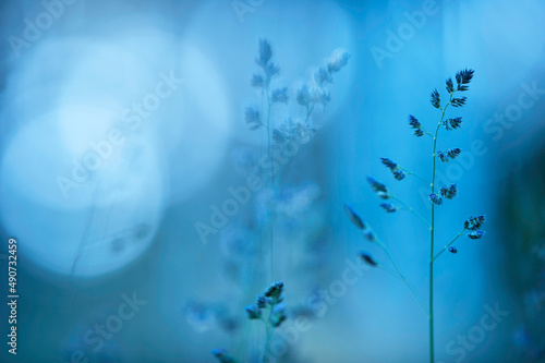 Orchard grass, cat grass, Dactylis glomerata against defocused background, bokeh lights. Summertime dusk. photo