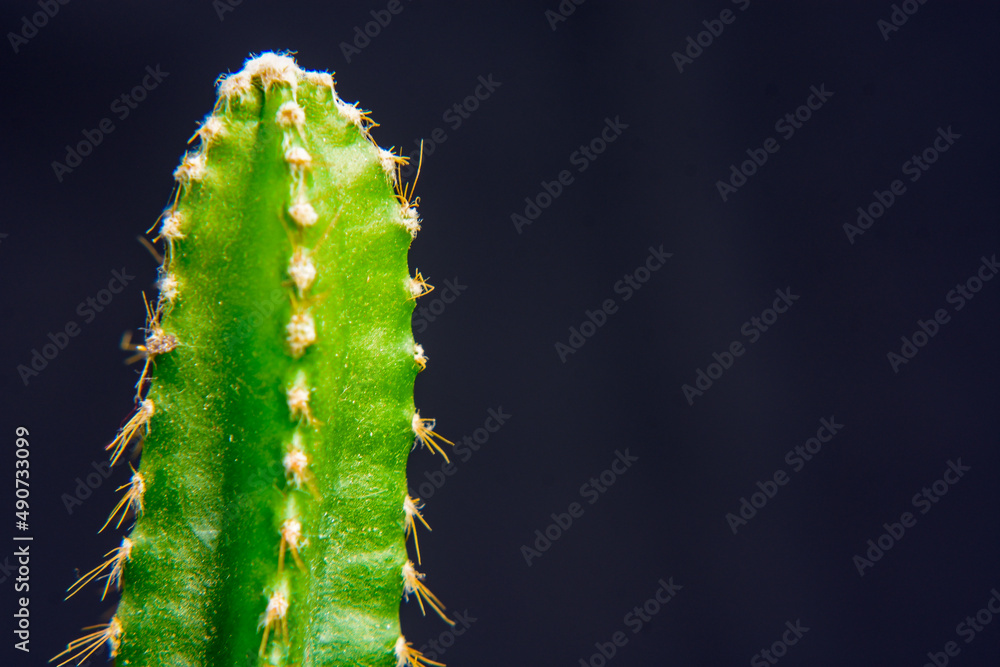 Naklejka premium Green Echinopsis peruviana , the Peruvian torch cactus.