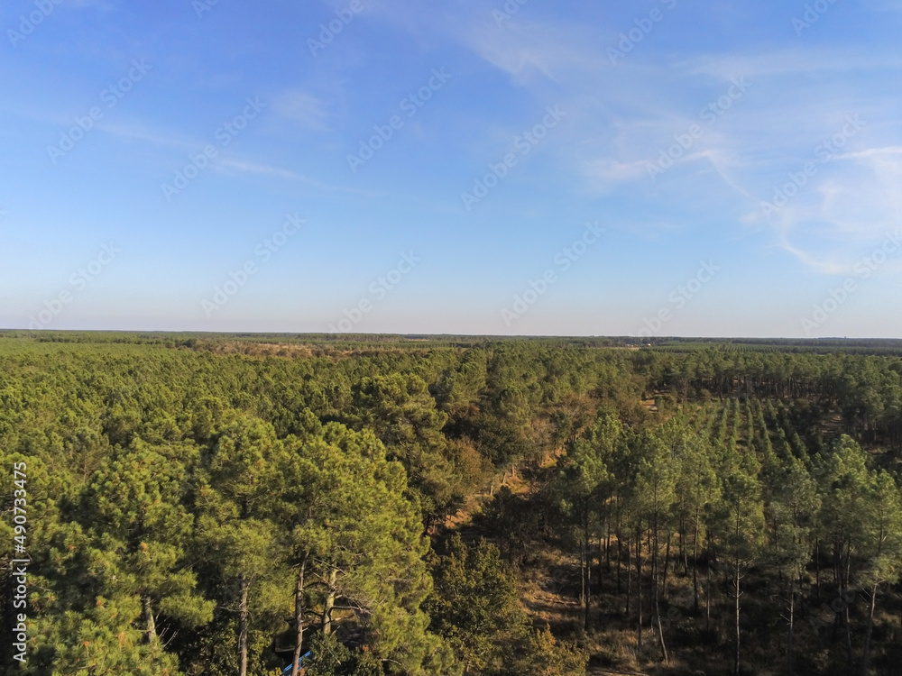 Forêt de pins, vue aérienne proche de Lacanau, Gironde