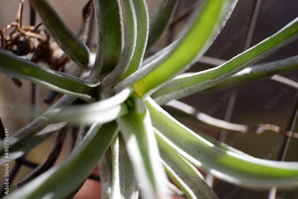 Obraz premium エアープランツ