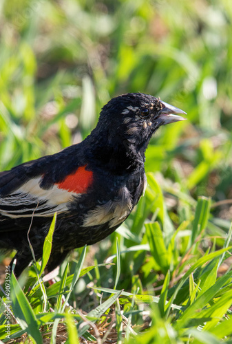 Male Long-tailed Widowbird, Pilanesberg National Park