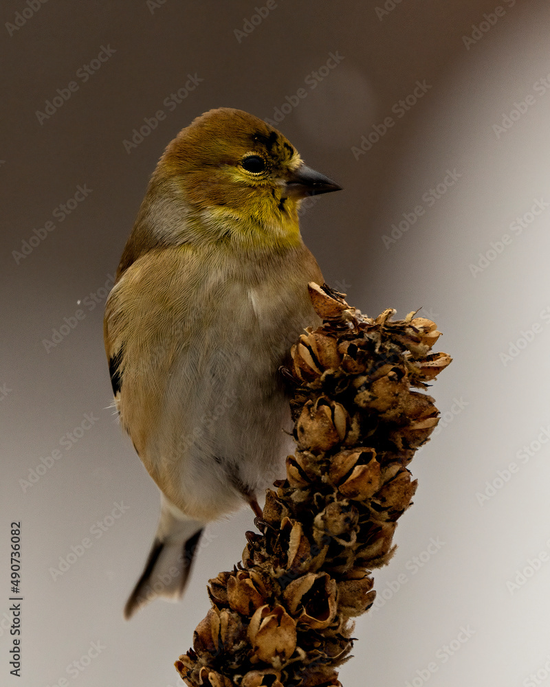 Obraz premium American Goldfinch Photo and Image. Finch close-up profile view, perched on foliage with a blur background in its environment and habitat surrounding.