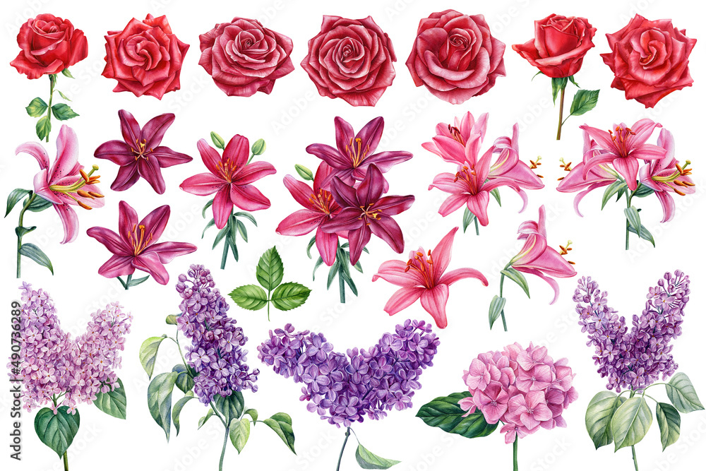 Roses, lilac and lilies, set of burgundy, violet and pink flowers on isolated white background, watercolor illustration