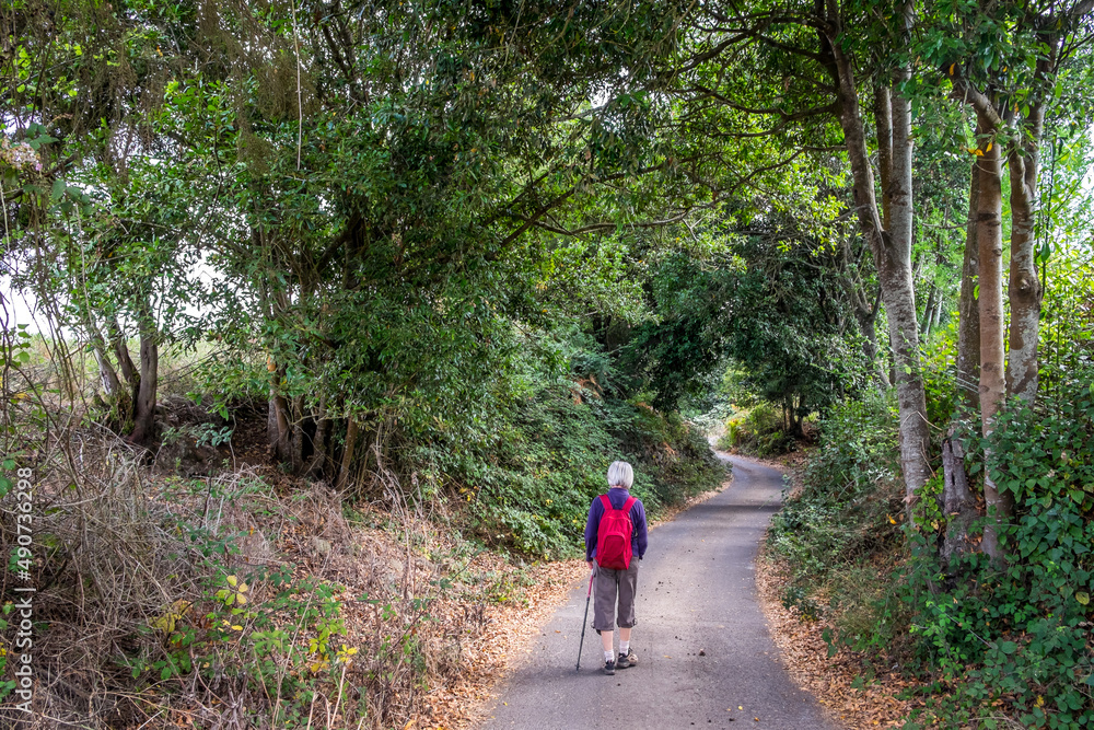 Senderista caminando por un bosque en la zona norte de la isla de Tenerife, Canarias