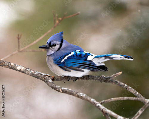 Blue Jay Bird Photo and Image. Close-up perched on a branch with a blur forest background in the winter season environment and habitat surrounding displaying blue feather plumage wings. 