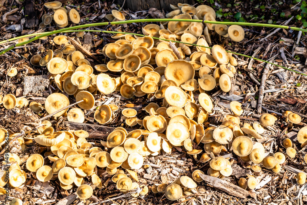 strophariaceae fungi on the forest floor. Botanical Gardens, Auckland, New Zealand strophariaceae fungi on the forest floor. Botanical Gardens, Auckland, New Zealand