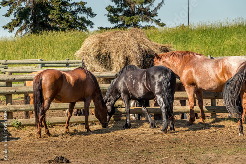 Horses in the paddock Historic Ranch Red Deer County Alberta Canada © David