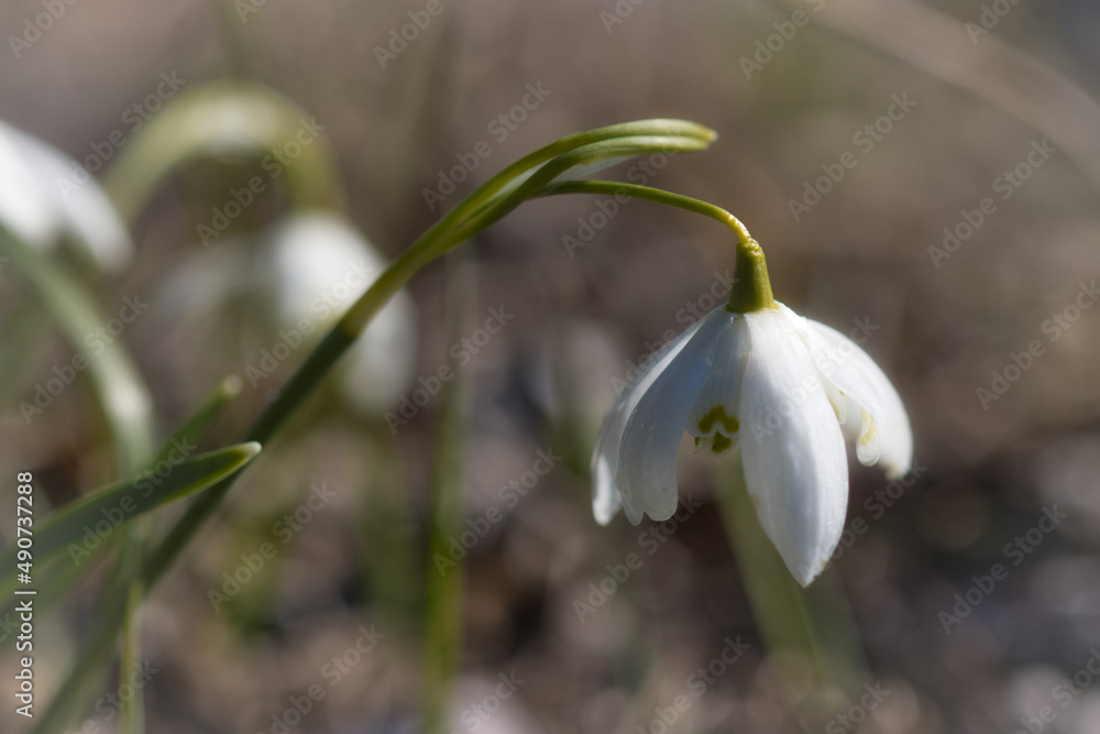 Schneeglöckchen Schneeglöckchen