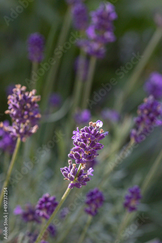 Close-up of buds and stems of blue lavender