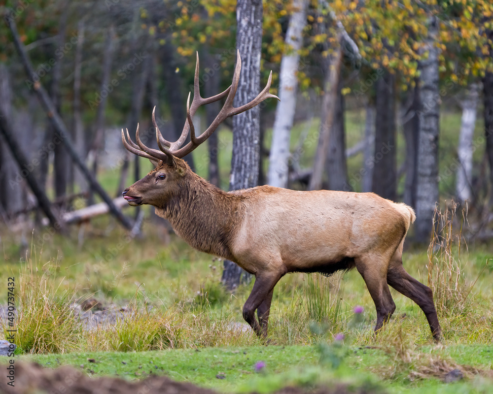 Elk Stock Photo and Image. Bull male walking in the field with a blur forest background in its environment and habitat surrounding, displaying antlers and brown coat fur. Elk Stock Photo and Image. Bull male walking in the field with a blur forest background in its environment and habitat surrounding, displaying antlers and brown coat fur.