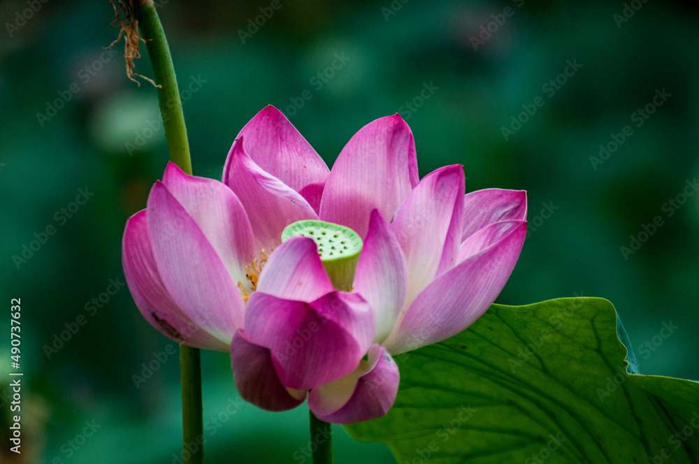 The thermal water lily from Felix Baths 22 The thermal water lily from Felix Baths 22