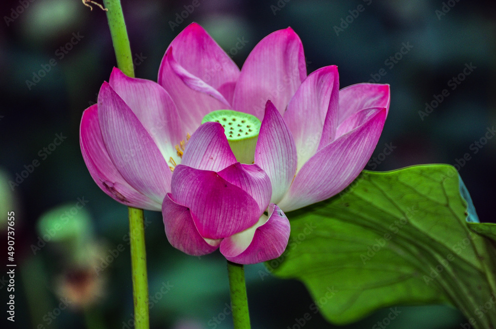 The thermal water lily from Felix Baths 21 The thermal water lily from Felix Baths 21