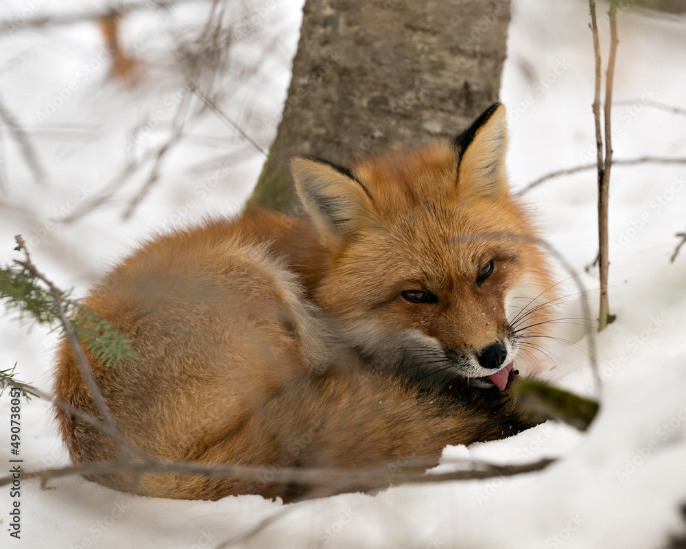 Fototapeta premium Red Fox Stock Photos. Fox Image. Picture. Portrait.