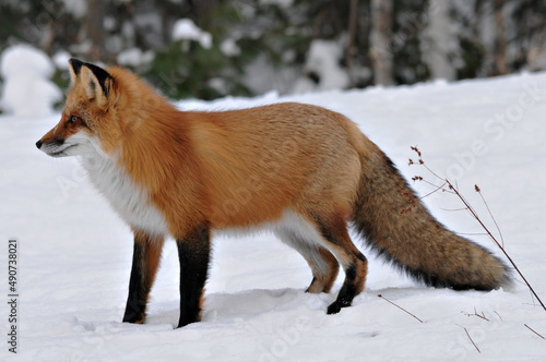 Red Fox stock photos. Red fox close-up profile view looking to the left side  in the winter season in its environment and habitat with blur background displaying bushy fox tail, fur. Fox Image.  ©  Aline