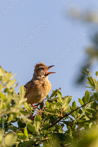 Rufous-naped Lark, Pilanesberg National Park