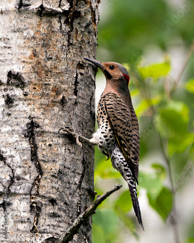 Northern Flicker Yellow-shafted Photo. Male bird close-up view, perched and creeping on a tree trunk with a blur background in its environment and habitat surrounding during bird season mating. Image.