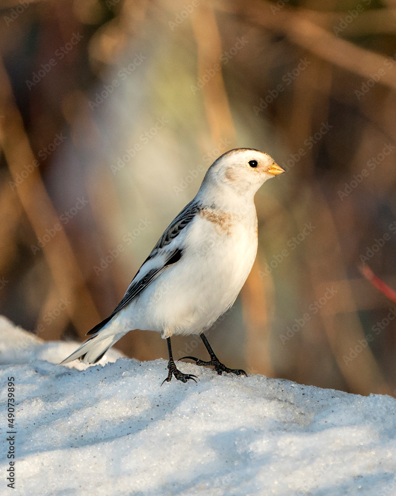Snow bunting Photo Stock. Close-up profile side view standing on snow with a blur background and enjoying its environment and habitat. Image. Picture. Portrait. Snow bunting Photo Stock. Close-up profile side view standing on snow with a blur background and enjoying its environment and habitat. Image. Picture. Portrait.