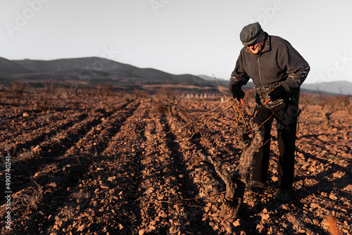 Old man cutting dried twigs in field photo