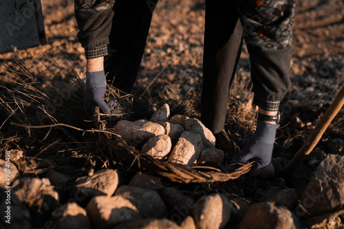 Anonymous old man collecting rocks in tractor cart in countryside
