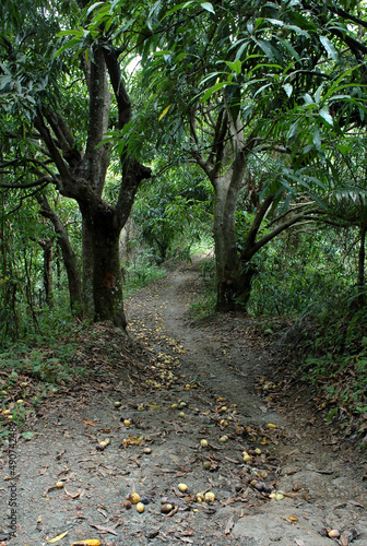 Bosque de mangos