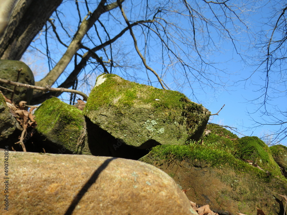 tree on rocks tree on rocks