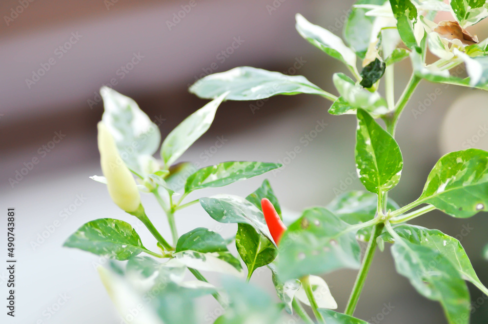 pepper plant or spotted pepper plant, Chilli Padi or Bird Eye Chili or Thai pepper or Capsicum frutescens Linn or Solanaceae pepper plant or spotted pepper plant, Chilli Padi or Bird Eye Chili or Thai pepper or Capsicum frutescens Linn or Solanaceae