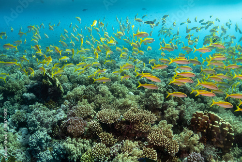 Fototapeta Naklejka Na Ścianę i Meble -  coral reef