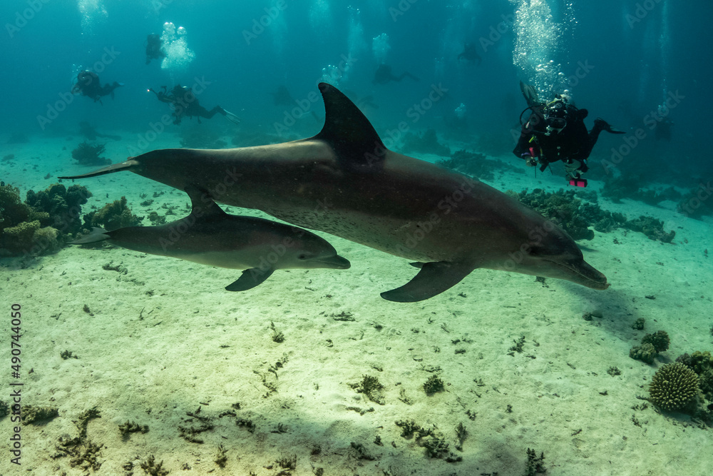 Fototapeta premium Dolphin