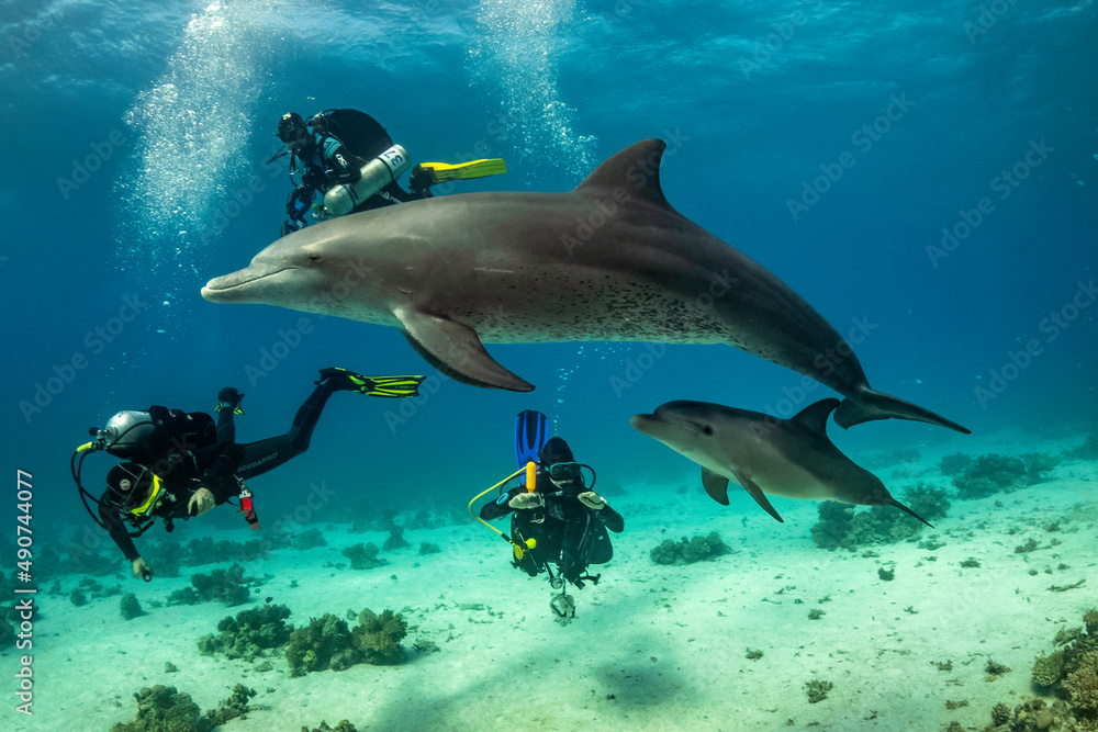 Obraz premium dolphin