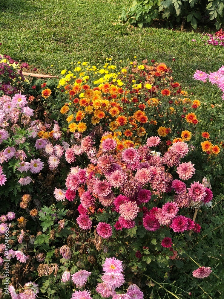  Colorful chrysanthemum Flowers in garden