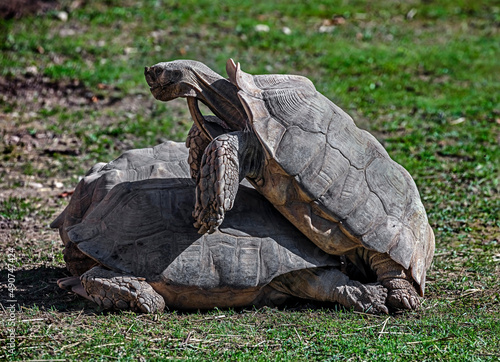 African spurred tortoises coupling on the lawn. Latin name - Geochelone sulcata