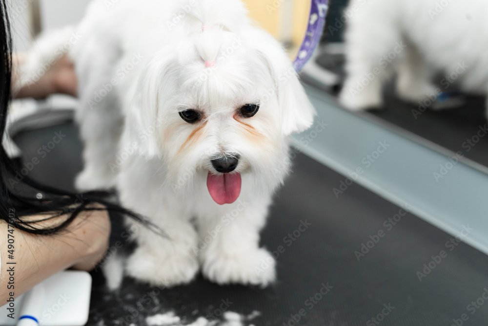 Female groomer haircut Bolonka Bolognese on the table for grooming in the beauty salon for dogs. Process of final shearing of a dog's hair with scissors Female groomer haircut Bolonka Bolognese on the table for grooming in the beauty salon for dogs. Process of final shearing of a dog's hair with scissors