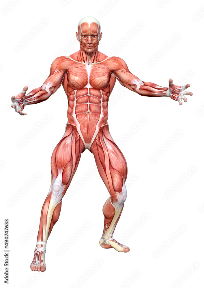 3D Rendering Male Anatomy Figure on White 3D Rendering Male Anatomy Figure on White